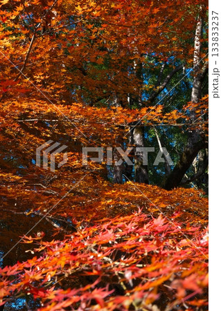 熊本県球磨郡あさぎり町の上村城跡の紅葉 133833237