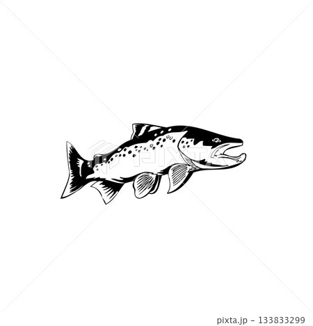 Leaping Fish vector Illustration Monochrome 133833299