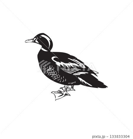 black and white Duck Illustration Monochrome 133833304