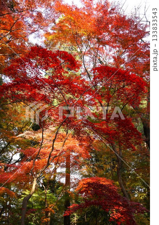 平林寺境内　紅葉の風景 133833543