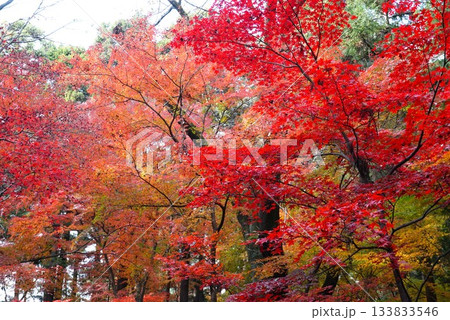 平林寺境内　紅葉の風景 133833546