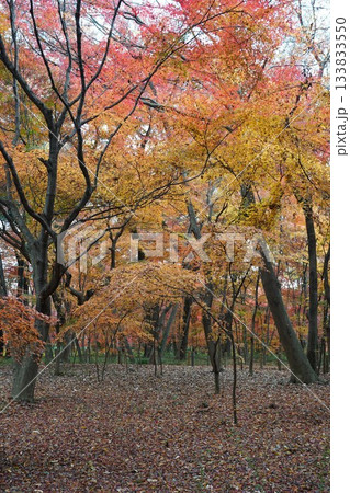 平林寺境内　紅葉の風景 133833550