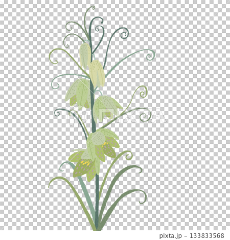 貝母屬（Fritillaria）是百合科多年生植物。 133833568