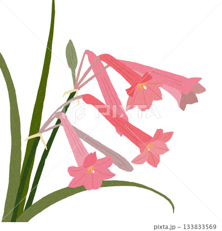 キルタンサス 133833569