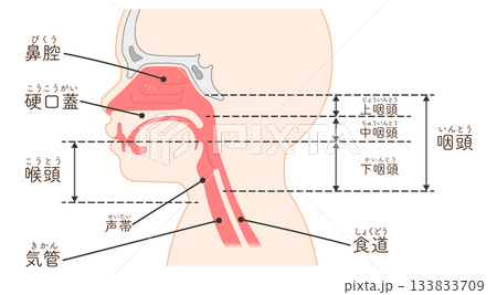 小児の喉頭・咽頭・横向き・イラスト 小児の喉頭・咽頭・横向き・イラスト 133833709