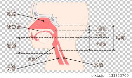Pediatric larynx and pharynx, side view, illustration 133833709