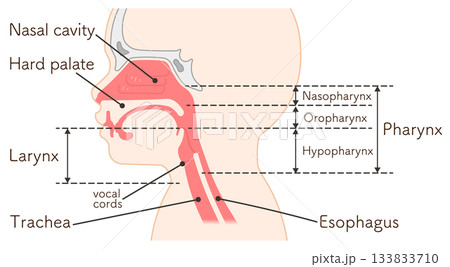小児の喉頭・咽頭・横向き・イラスト_pharynx illustration 133833710