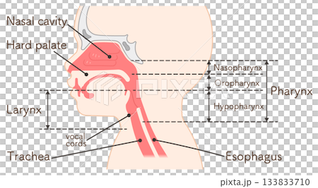 小児の喉頭・咽頭・横向き・イラスト_pharynx illustration 133833710
