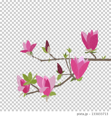 モクレンの花 モクレンの花 133833713