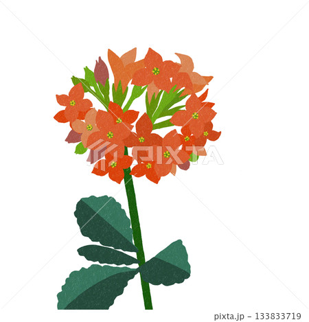 オレンジ色の花　カランコエ 133833719