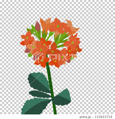 オレンジ色の花　カランコエ 133833719