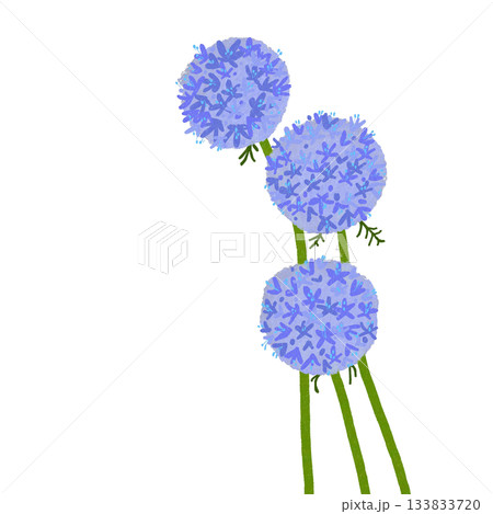 美しいブルーの花 ギリア 美しいブルーの花 ギリア 133833720