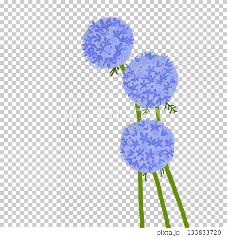 Beautiful blue flower Gilia Beautiful blue flower Gilia 133833720