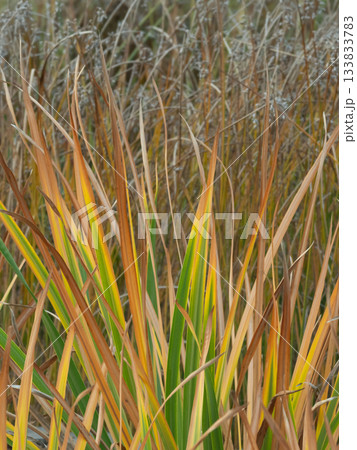 秋の枯れ草 秋の枯れ草 133833783