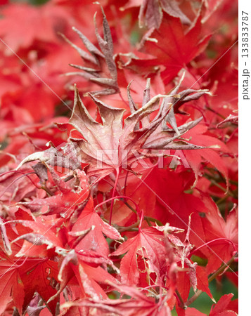真っ赤なもみじの紅葉 133833787