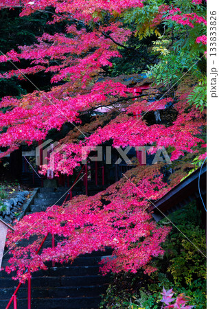 自然の紅色　もみじ 133833826