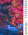 秋の主役　もみじ 133833828