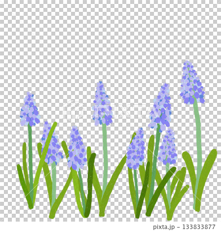 Purple flower muscari Purple flower muscari 133833877