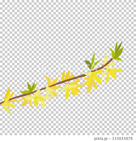 黄色の枝花　レンギョウ 133833878