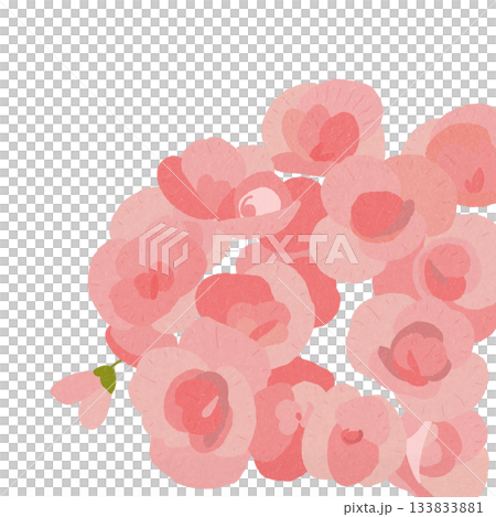 Pale pink flower begonia 133833881