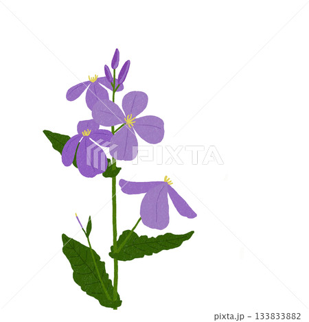 紫色の花　オオアラセイトウ 133833882