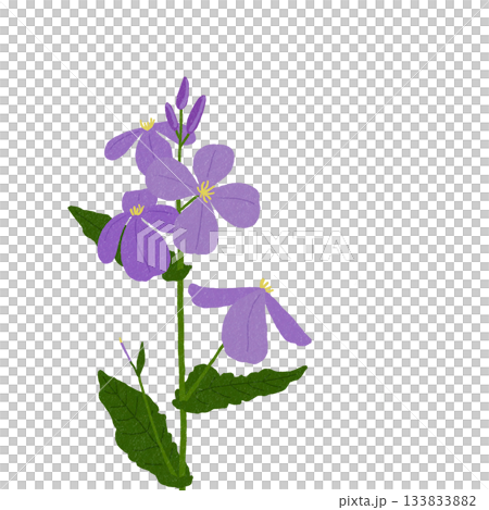 Purple flowers of the giant lily 133833882