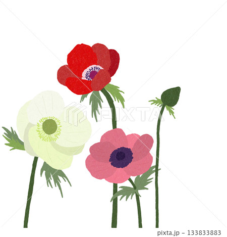 アネモネ 133833883