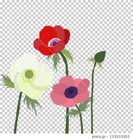アネモネ 133833883