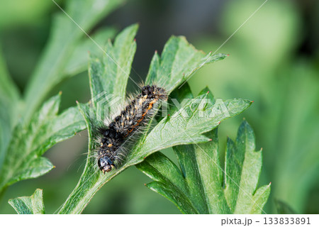 葉にとまりこちらを見る毛虫 133833891