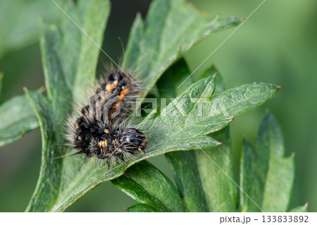 葉の上を移動する毛虫 葉の上を移動する毛虫 133833892