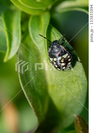 葉の上でじっとしている水玉模様が特徴のカメムシの幼虫 133833894