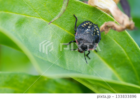 葉にとまるカメムシの幼虫を正面からとらえた 133833896