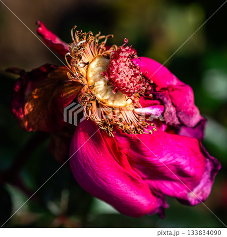 朽ち果てる直前のピンク色の薔薇の花 133834090