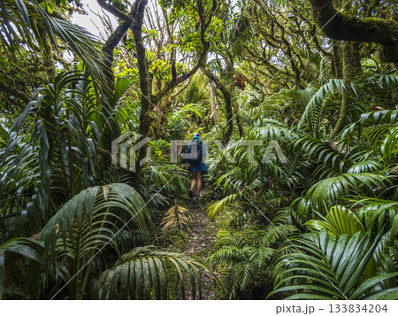 Rear view of woman hiking in forest on Lord Howe Island Rear view of woman hiking in forest on Lord Howe Island 133834204