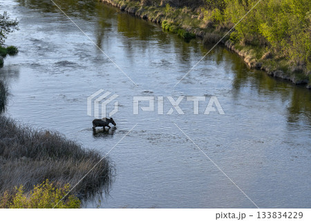 Female moose wading in Silver Creek Female moose wading in Silver Creek 133834229