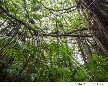 Banyan trees and kentia palms growing in forest 133834278