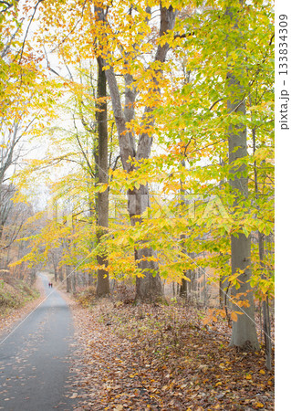 Yellow autumn trees and footpath in forest 133834309