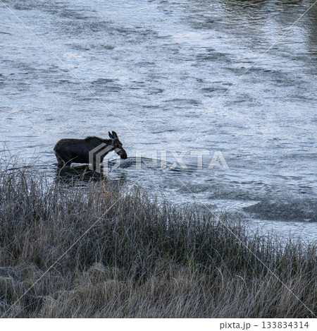 Female moose wading in Silver Creek 133834314