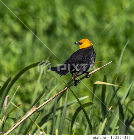 Yellow headed blackbird on Camas Prairie 133834315