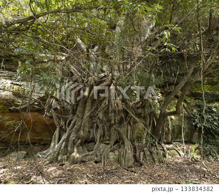 Large fig tree with tangled aerial roots 133834382