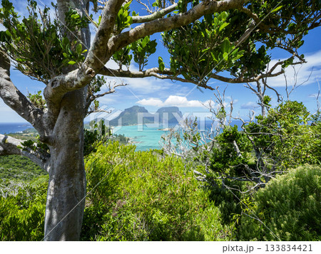 Mount Lidgbird and Mount Gower seen through coastal trees on Lord Howe Island 133834421