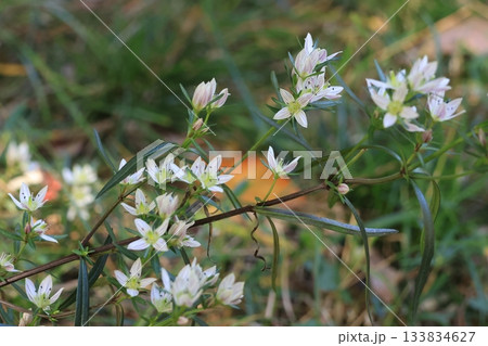 センブリの花 センブリの花 133834627