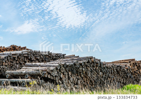 積み上げられた木材（イメージ） 133834733