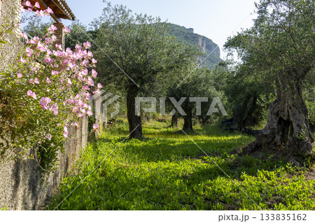 Sunlit olive grove next to villa with walls covered in bright pink oleander Sunlit olive grove next to villa with walls covered in bright pink oleander 133835162