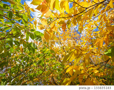 Oak tree leaves changing from green to yellow Oak tree leaves changing from green to yellow 133835183