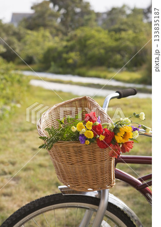 Colorful freshly cut flowers in bicycle basket Colorful freshly cut flowers in bicycle basket 133835187