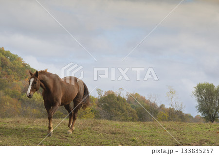Sorrel Quarter horse in grassy field 133835257
