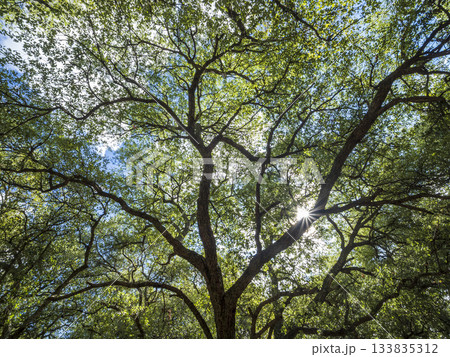 Low angle view of backlit leaves and branches of cork oak trees Low angle view of backlit leaves and branches of cork oak trees 133835312