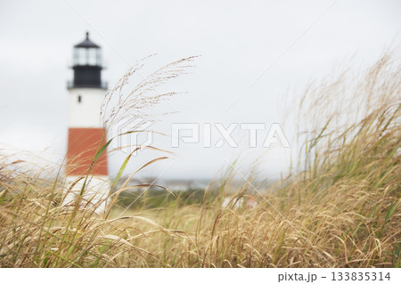 Lighthouse at Sankaty Head with beach grass in foreground Lighthouse at Sankaty Head with beach grass in foreground 133835314
