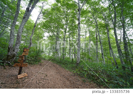 カヤの平の案内所から北ドブ湿原に向かう途中のブナ原生林にある分岐の標識　2025年8月6日 133835736